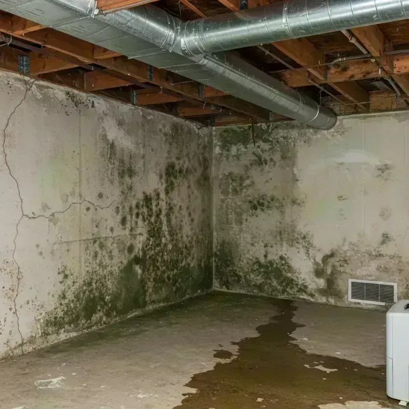 Professional Mold Removal in Princeville, IL